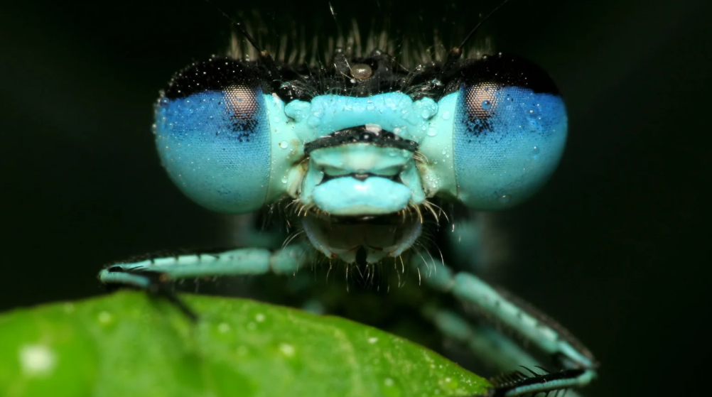 Dragonfly eyes