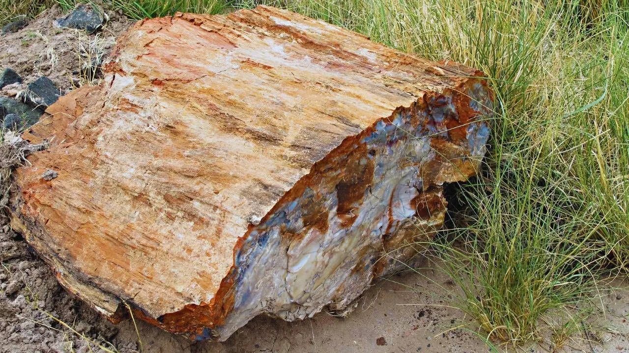 Petrified wood - Representative Image