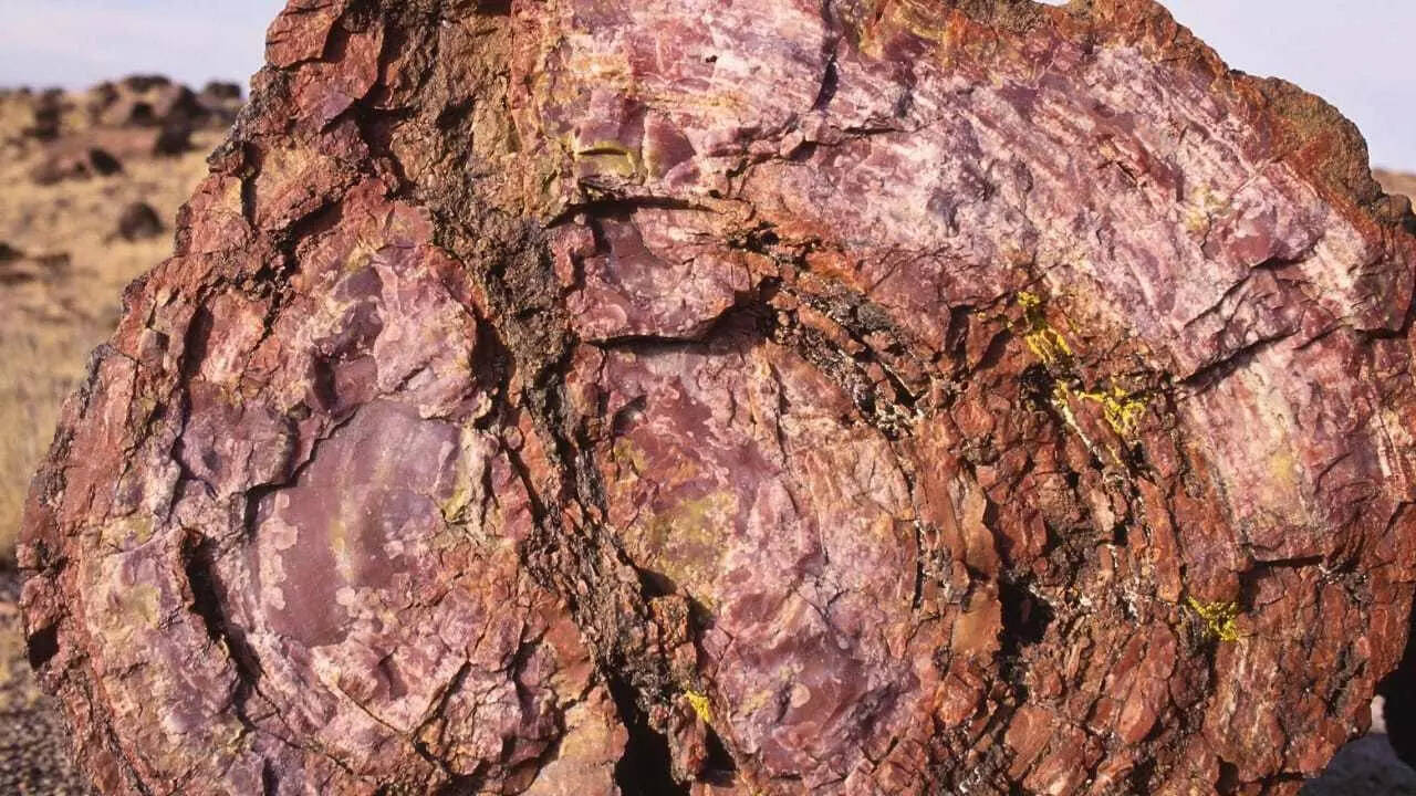 Pertified tree fossil - Representative image Pertified tree fossil - Representative image