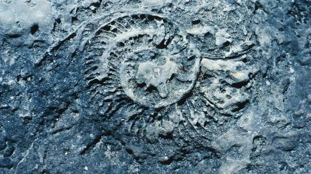 Marine fossil - Representative image Marine fossil - Representative image