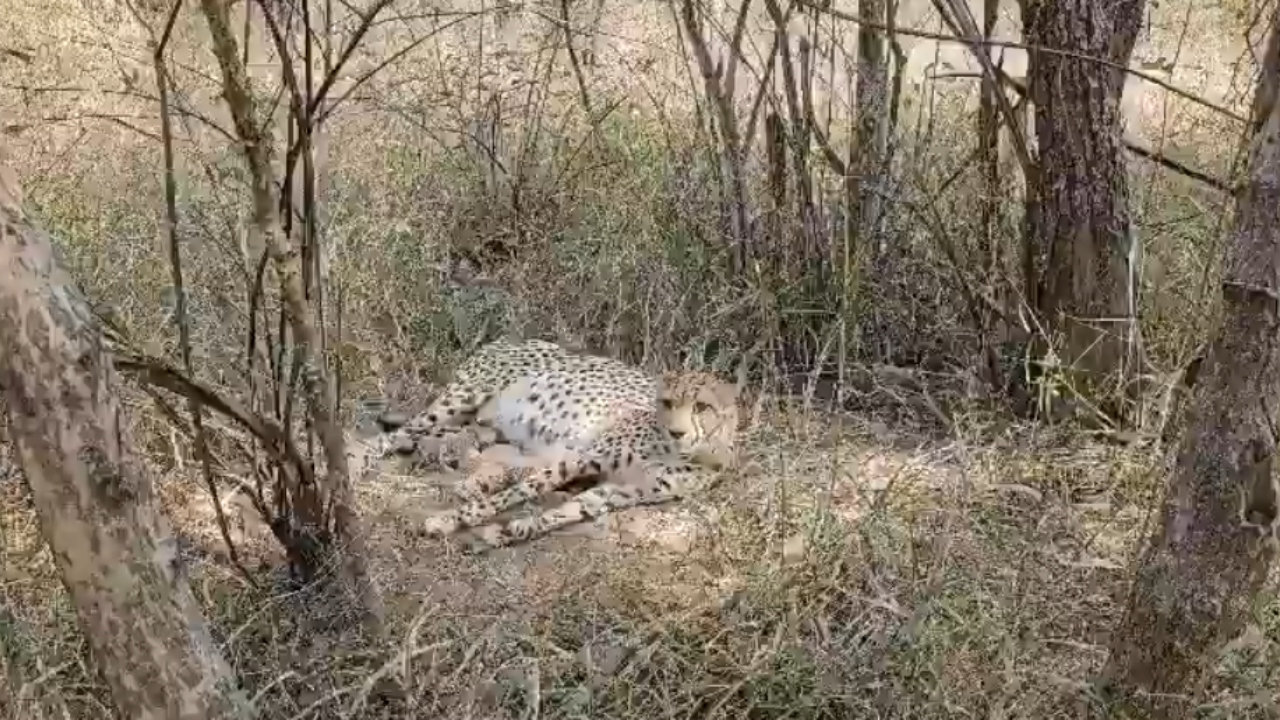 cheetah
