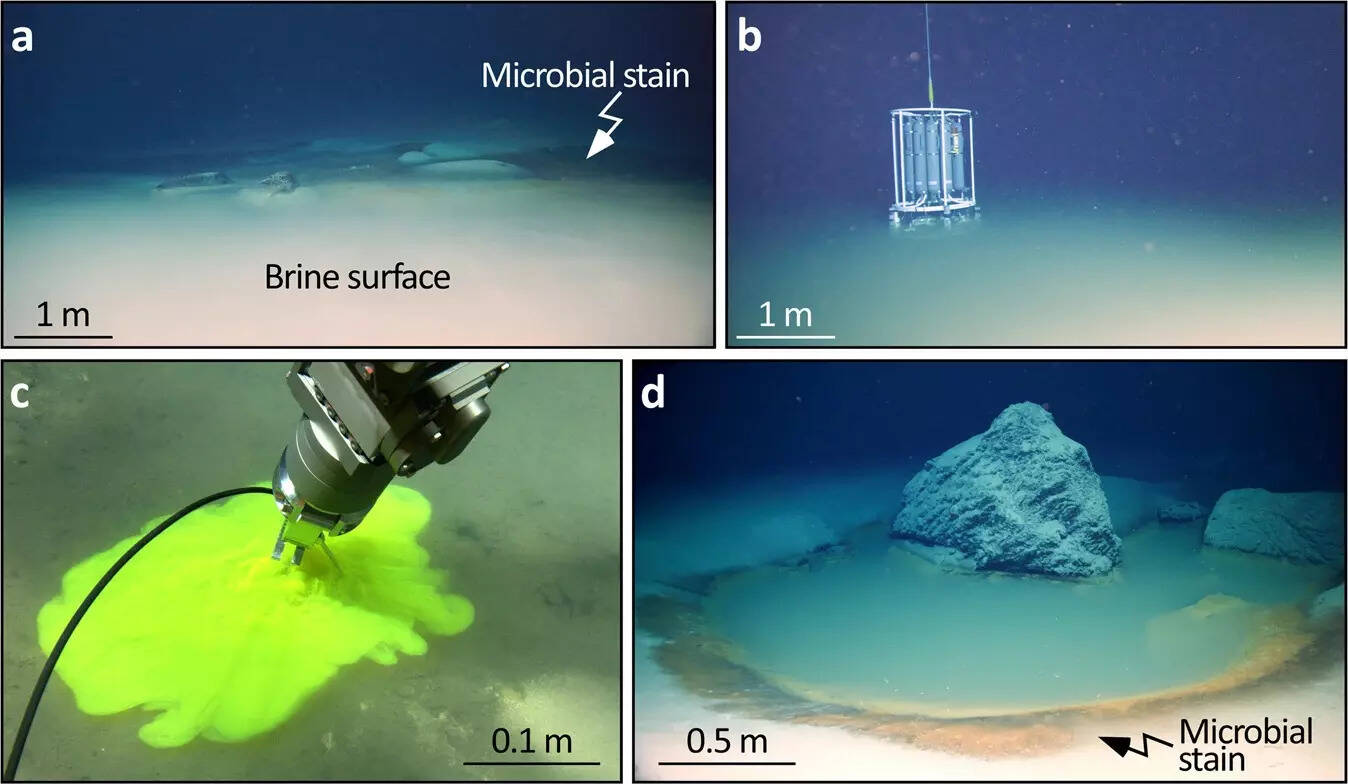 NEOM brine pools form a separate layer on the seafloor of Gulf of Aqaba