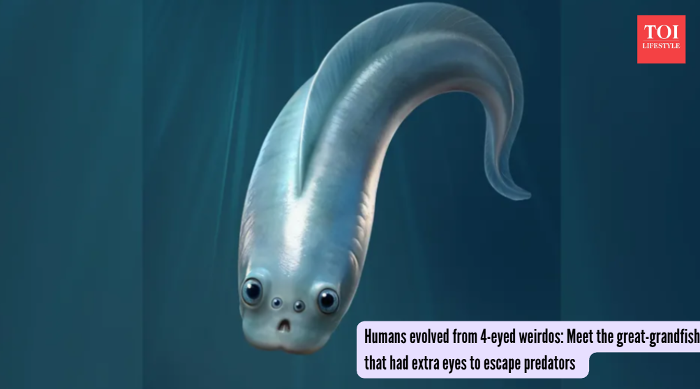 Humans evolved from 4-eyed weirdos: Meet the great-grandfish that had extra eyes to escape predators  (Photo:  Xiangtong Lei & Sihang Zhang )