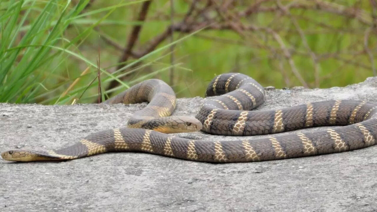 Female King Cobra