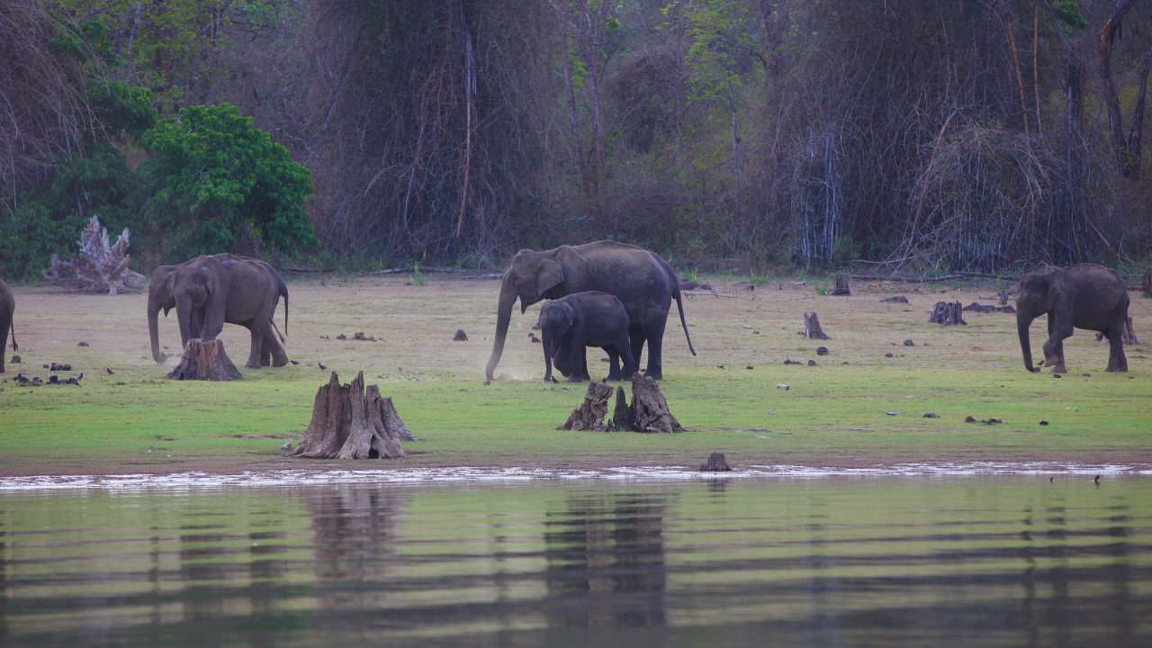 Nagarhole National Park