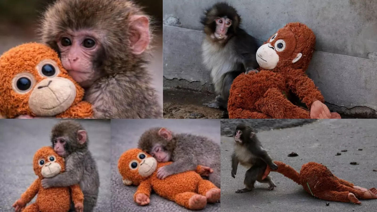 Baby Monkey Clings to Plush Toy Japan Zoo