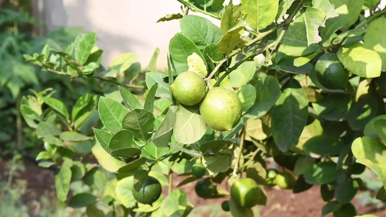 Image credit: Leena Dandekar