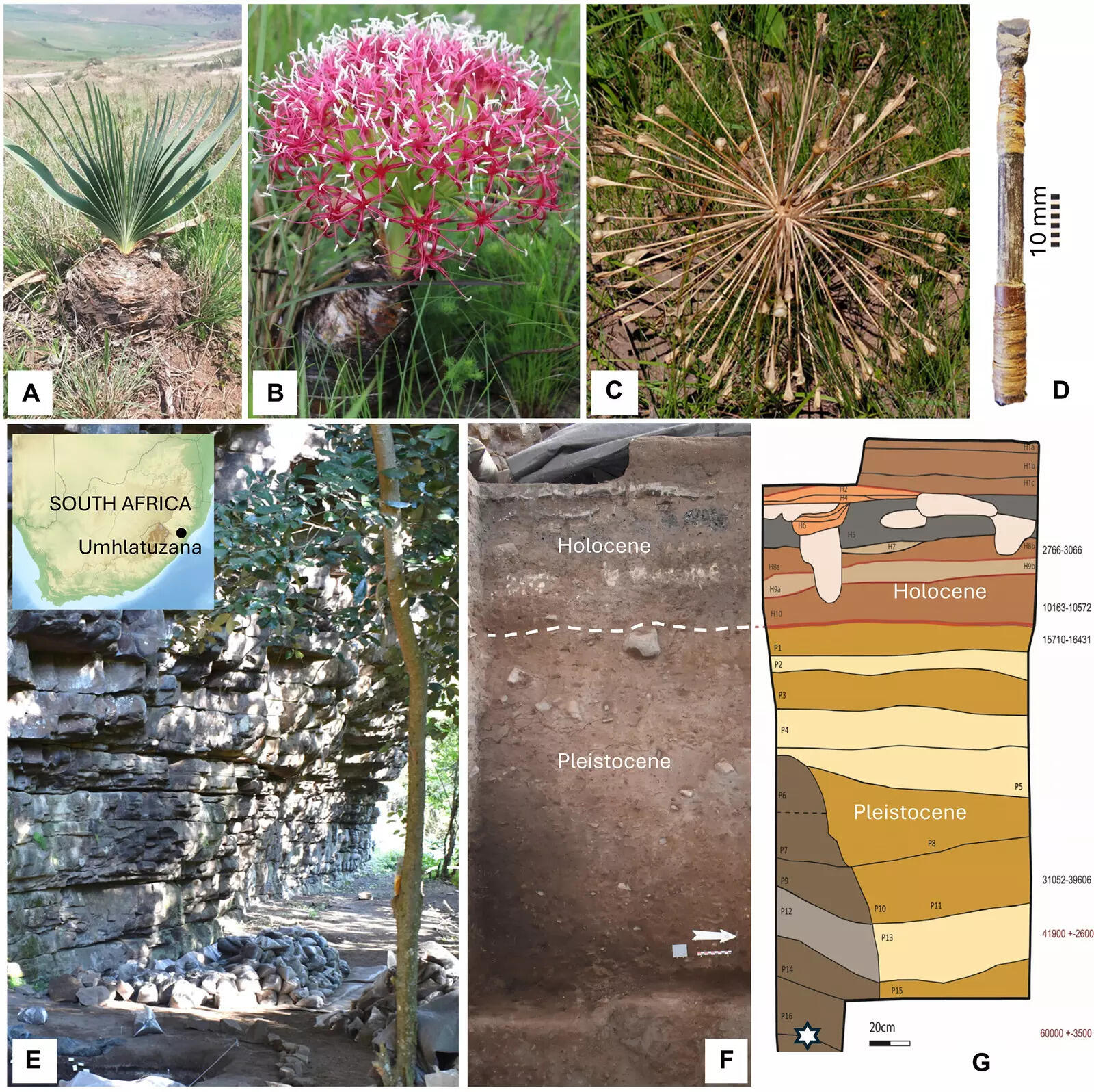 Researchers find toxic plant alkaloids on 60,000-year-old ancient South African arrow tips