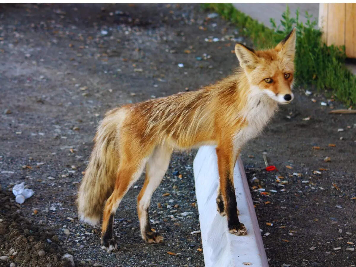 japan fox