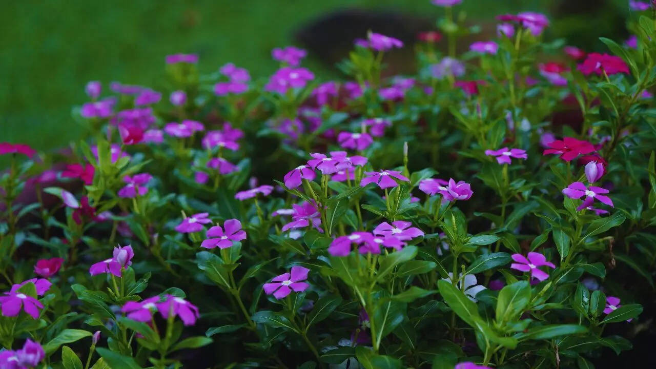 பெரிவிங்கிள்