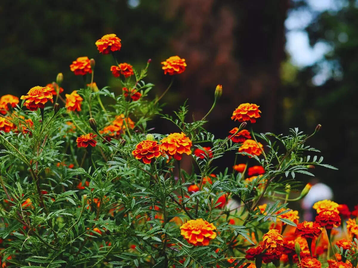 சாமந்திப்பூ