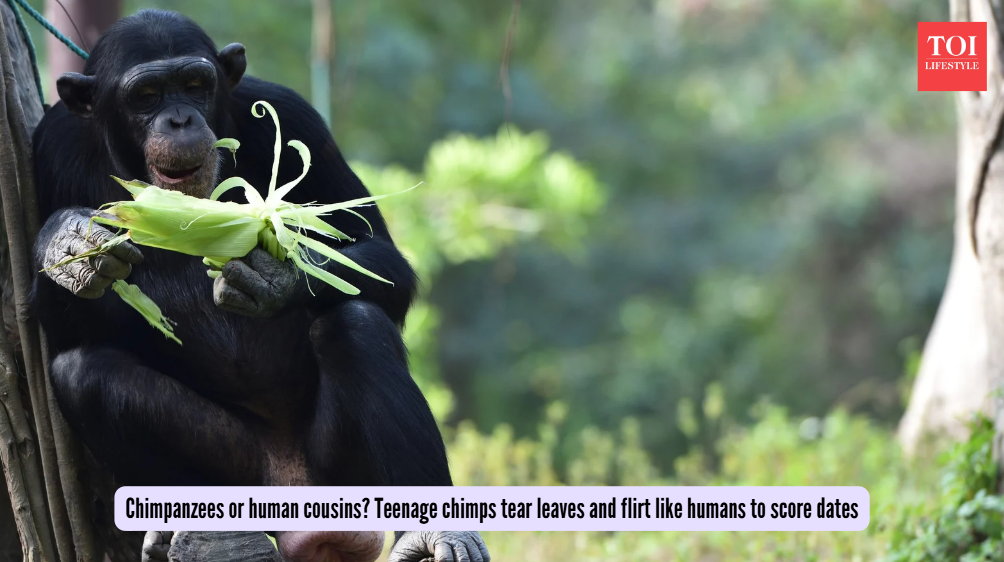 Chimpanzees or human cousins? Teenage chimps tear leaves and flirt like humans to score dates