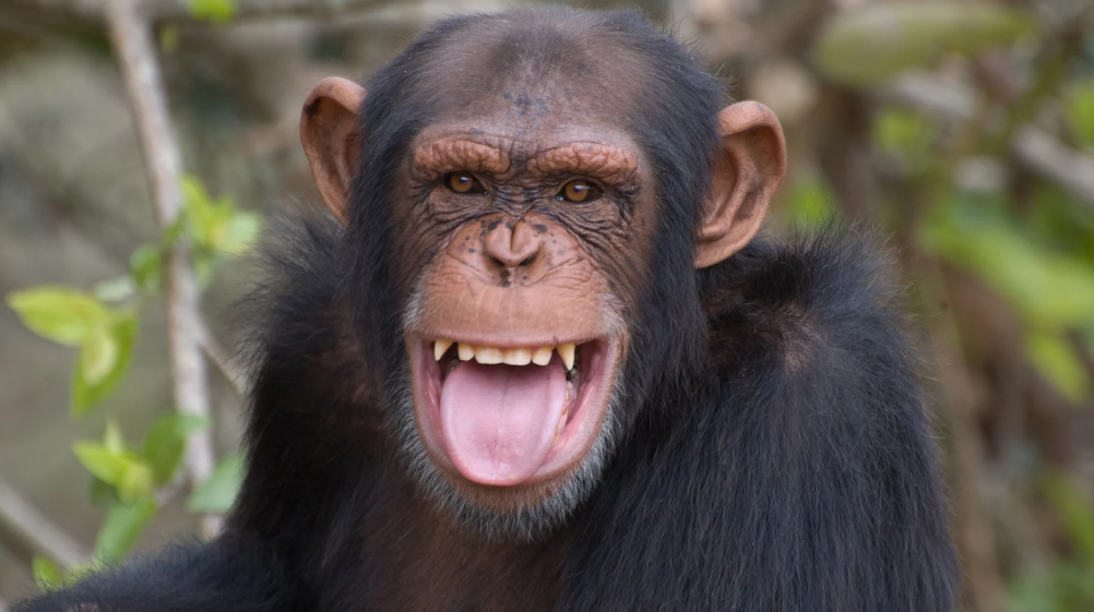 Chimpanzee