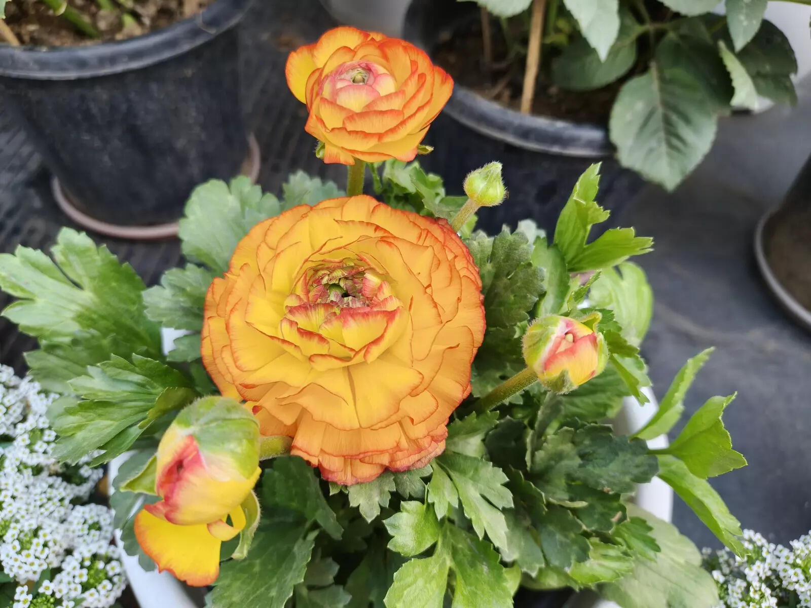 Realme 16 Pro camera sample