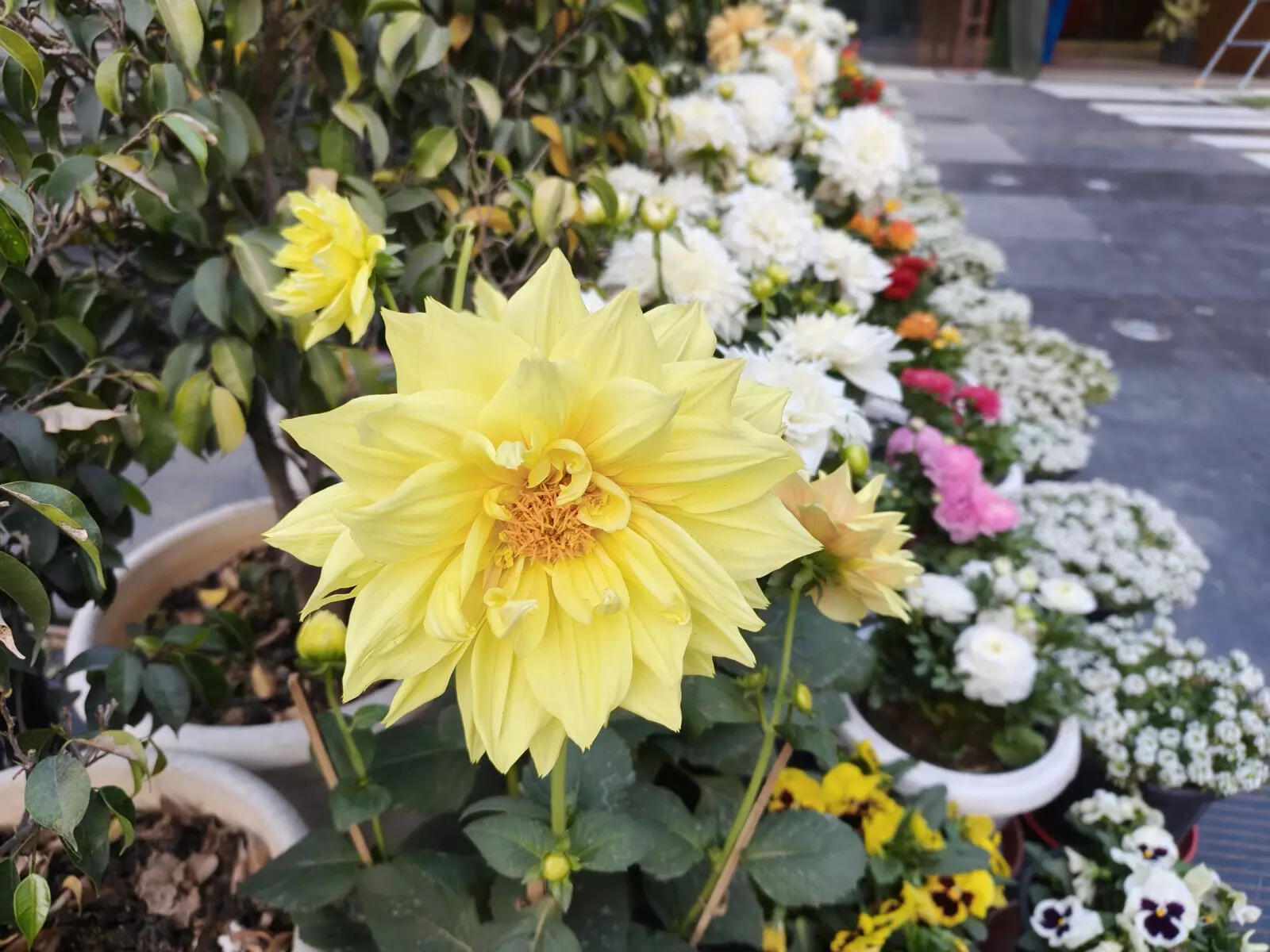 Realme 16 Pro camera sample