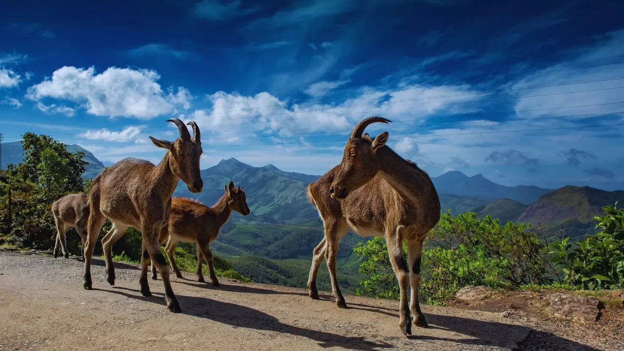 Nilgiri tahr