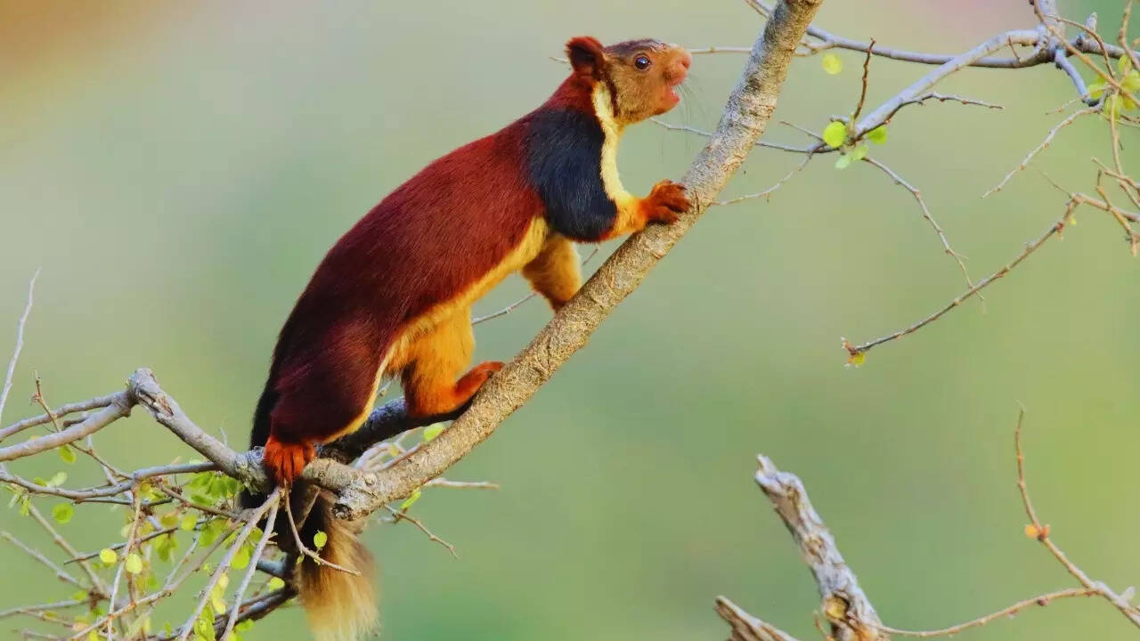 Malabar giant squirrel