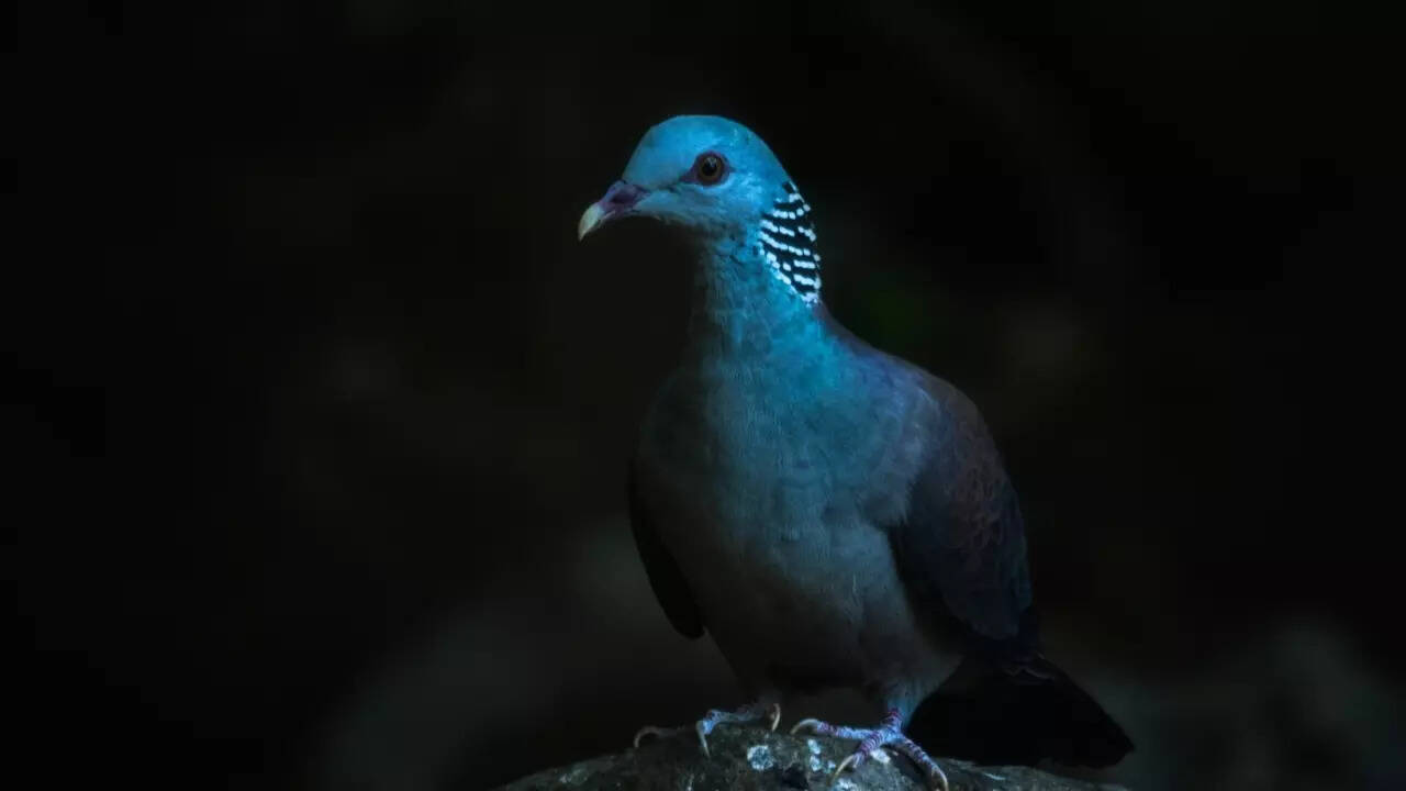 Nilgiri wood pigeon