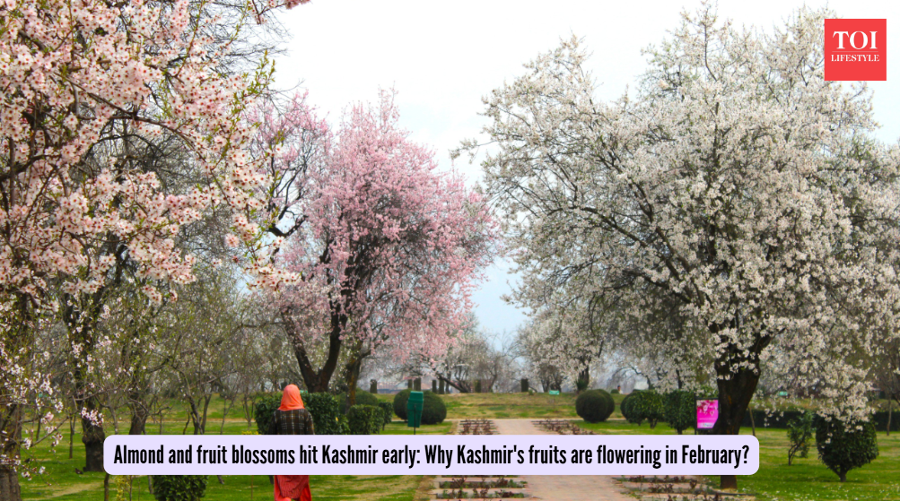  Why Kashmir's fruits are flowering in February?