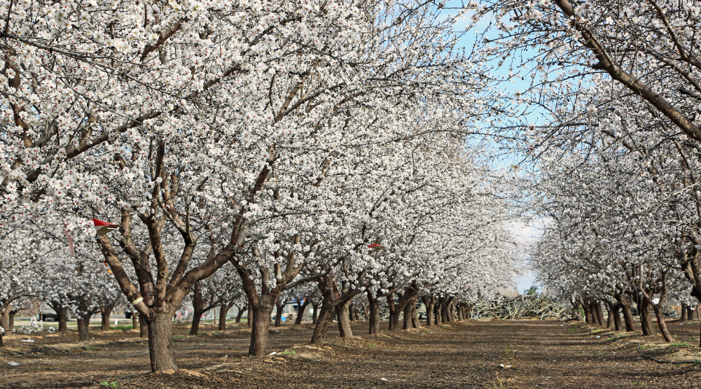 Almond Orchard in Kashmir- Representative Image