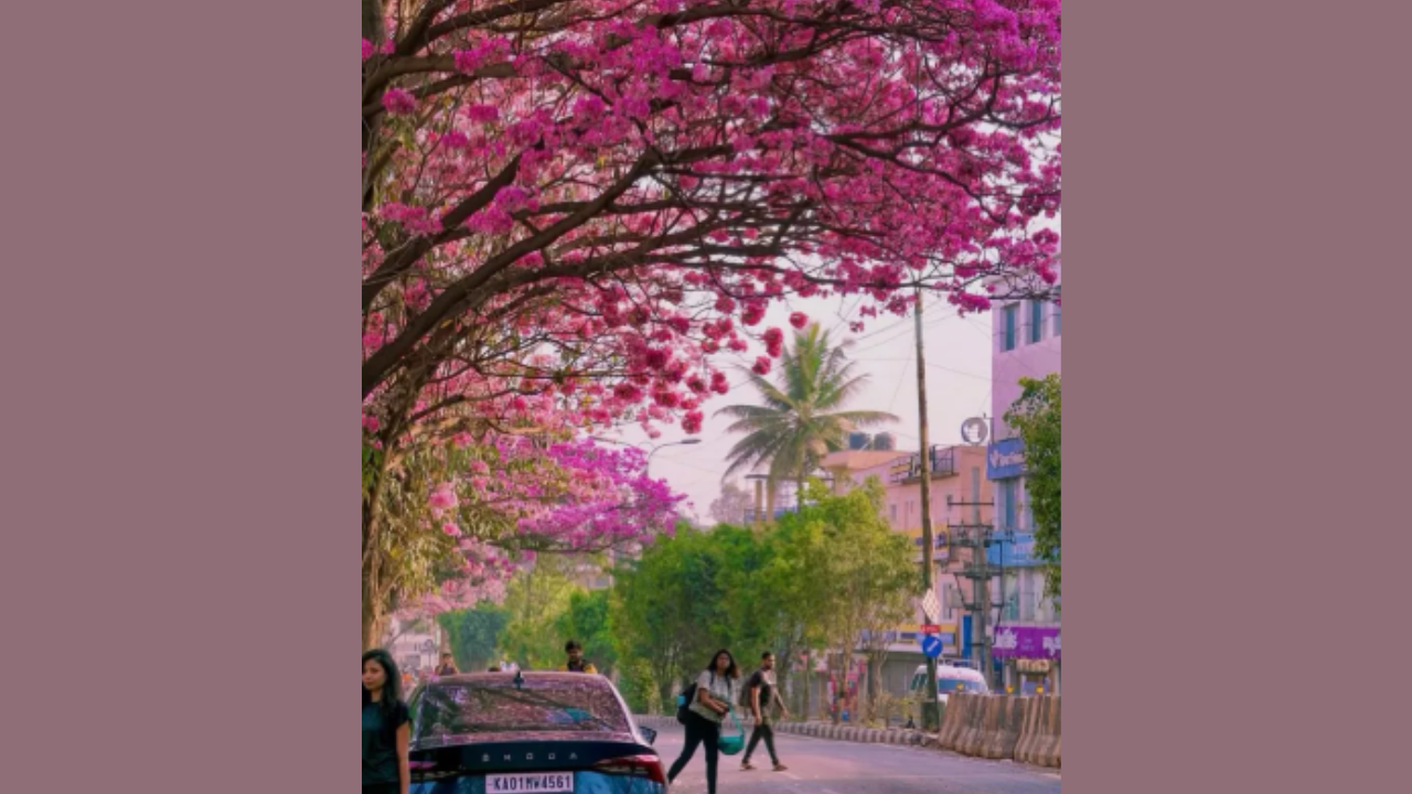 bengaluru pink vibes
