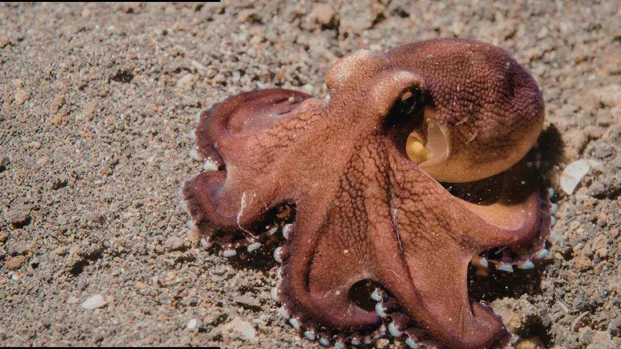 Octopuses combine intelligence and adaptability (Image Source - Canva)