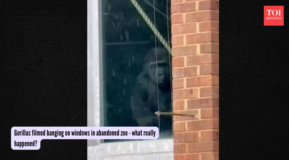 Gorillas filmed banging on windows in abandoned zoo - what really happened? (Photo via SWNS) Gorillas filmed banging on windows in abandoned zoo - what really happened? (Photo via SWNS)