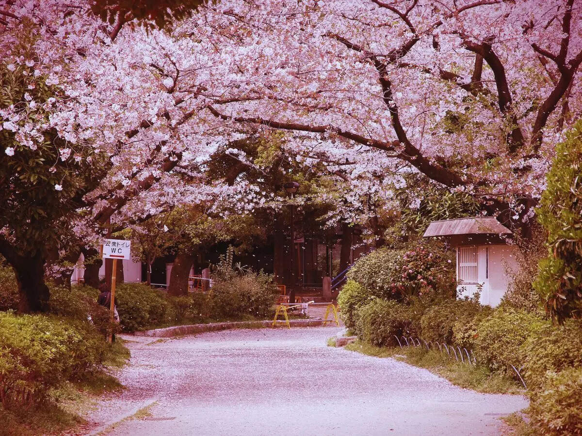 Cherry blossom Sikkim