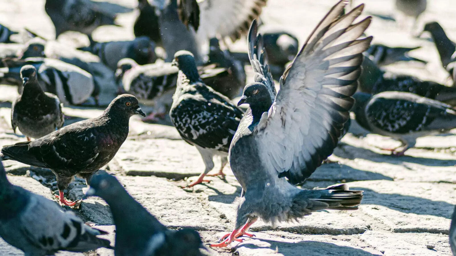 jaipur pigeon betting scandal