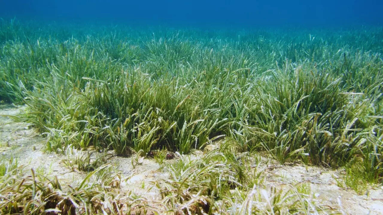 Sea grass Sea grass