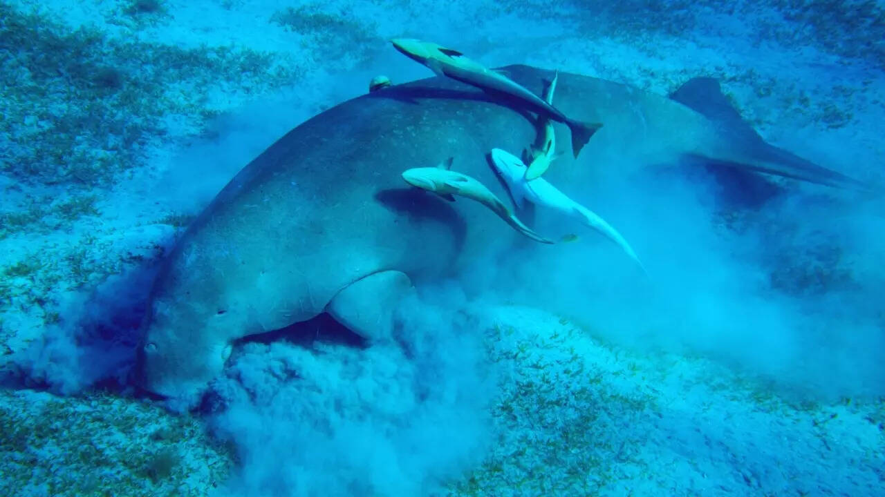 Dugong feeding underwater Dugong feeding underwater