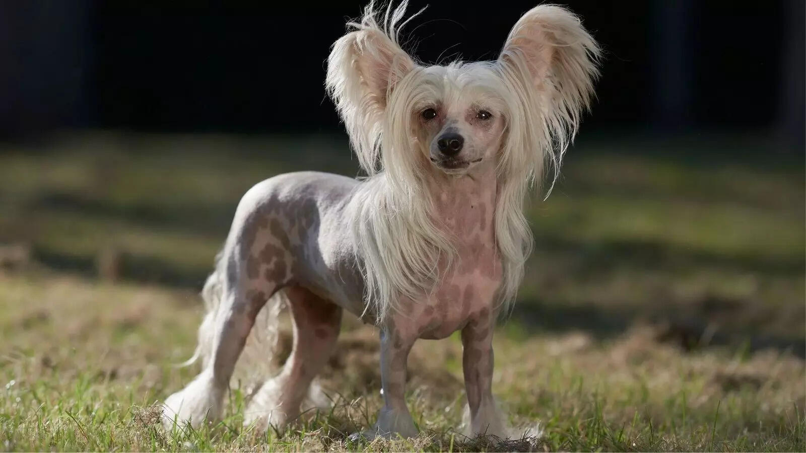Hairless to Sheep-like: 5 weirdest dog breeds in the world