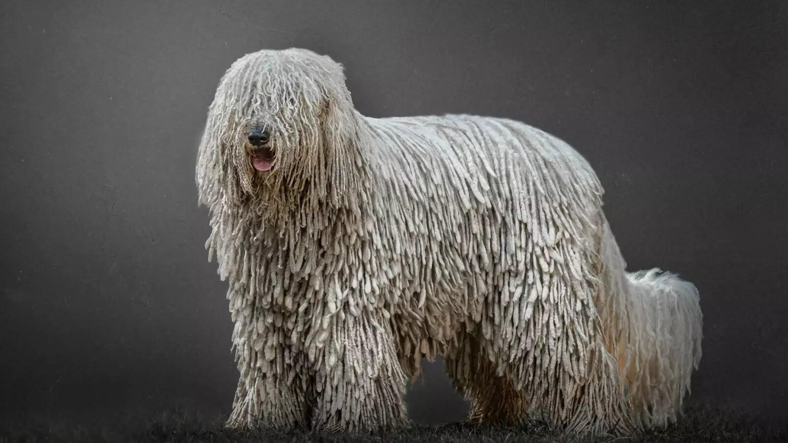 Hairless to Sheep-like: 5 weirdest dog breeds in the world