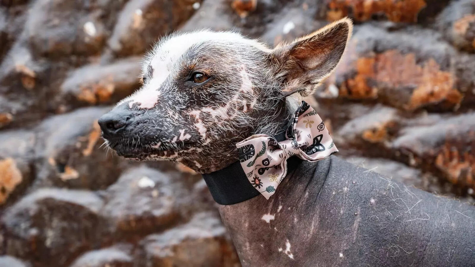 Hairless to Sheep-like: 5 weirdest dog breeds in the world