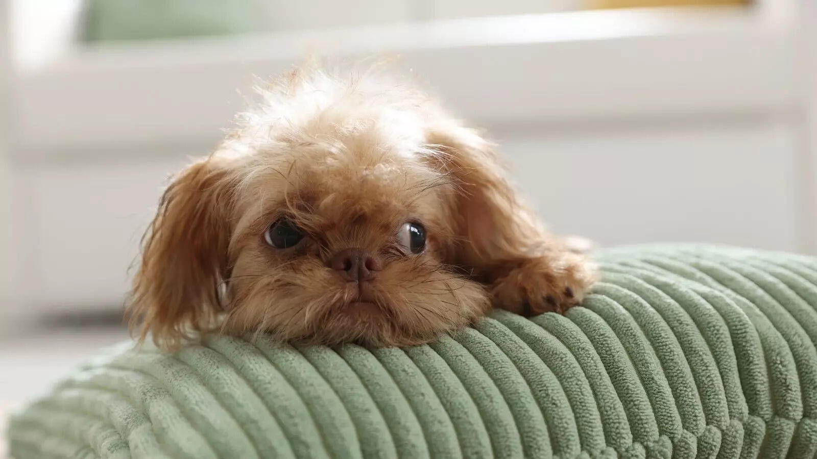 Hairless to Sheep-like: 5 weirdest dog breeds in the world