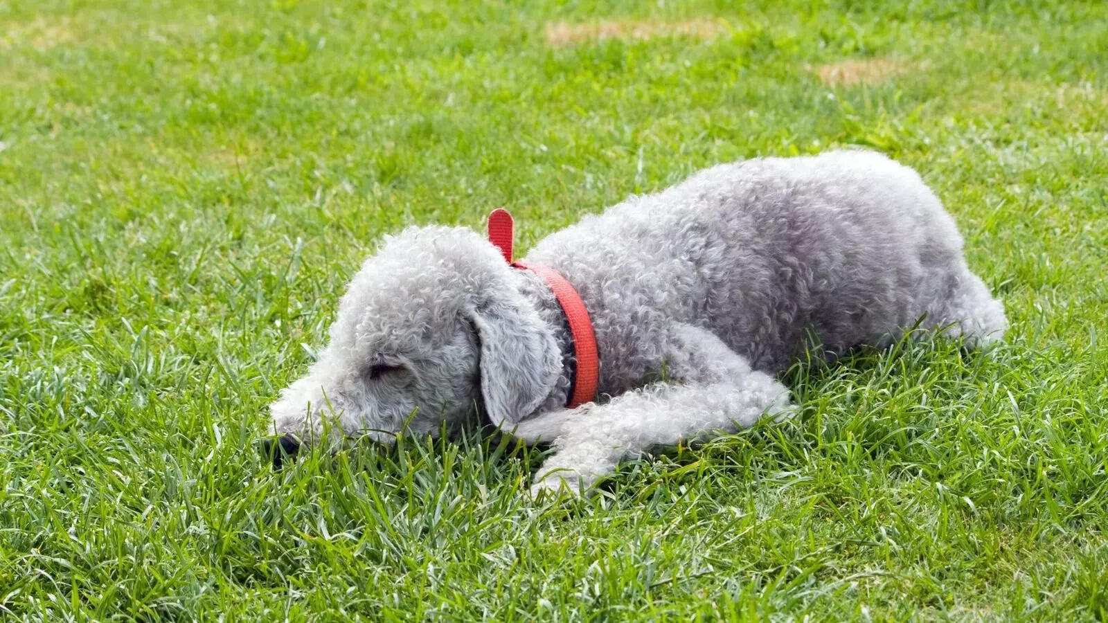 Hairless to Sheep-like: 5 weirdest dog breeds in the world