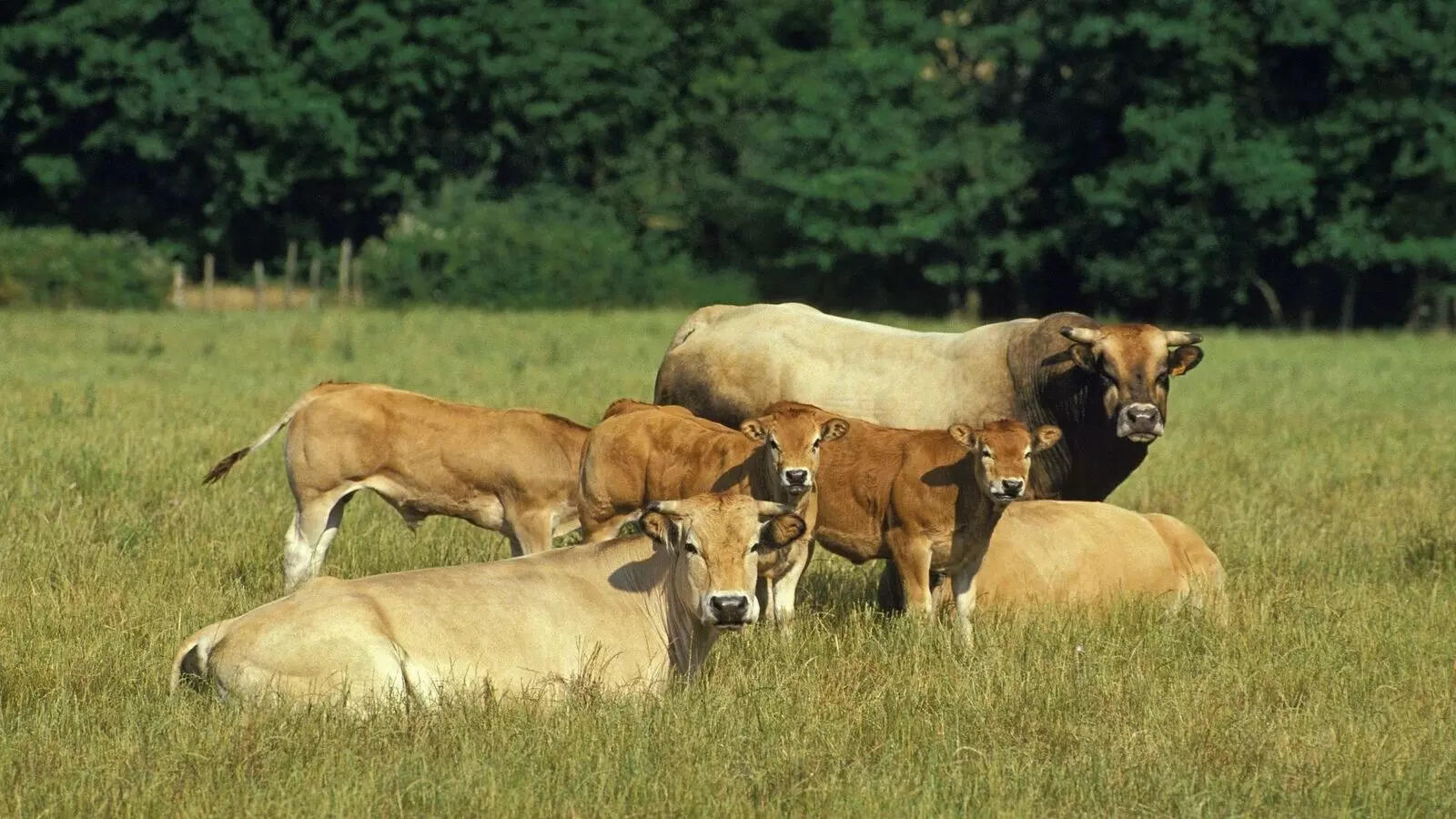 From Sibi Bhagnari to South Devon: 5 biggest bull breeds in the world