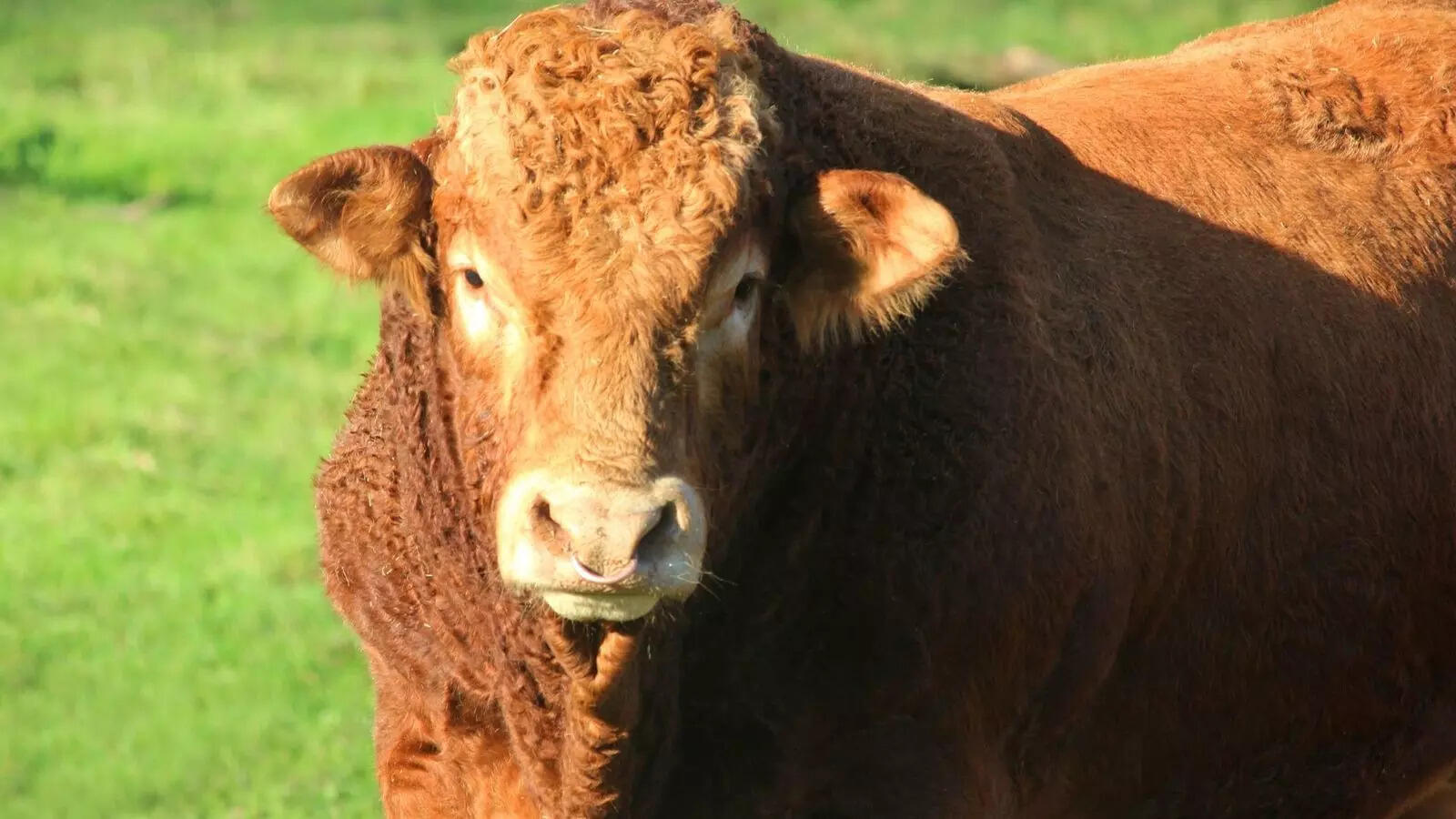 From Sibi Bhagnari to South Devon: 5 biggest bull breeds in the world