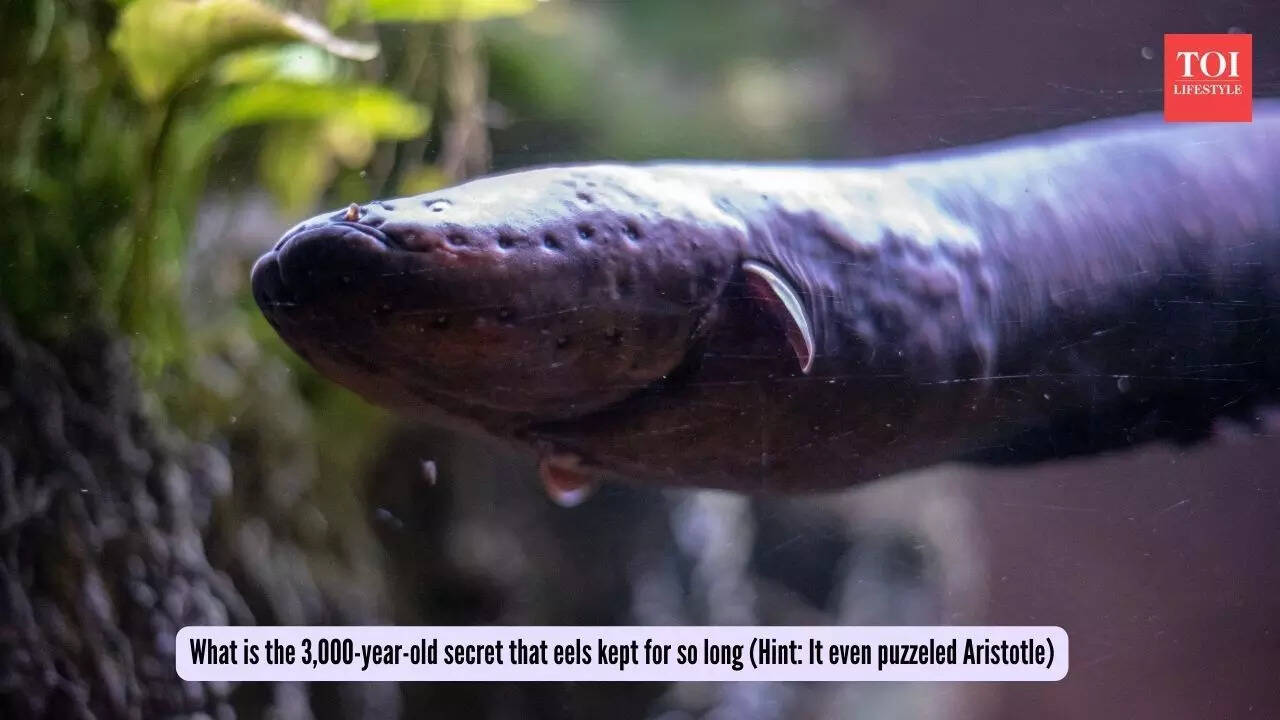 What is the 3,000-year-old secret that eels kept for so long (Hint It even puzzeled Aristotle) What is the 3,000-year-old secret that eels kept for so long (Hint It even puzzeled Aristotle)