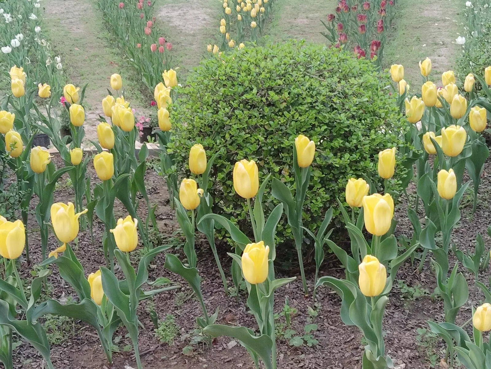 Image Credit: Pallavi Shankar/TOI -