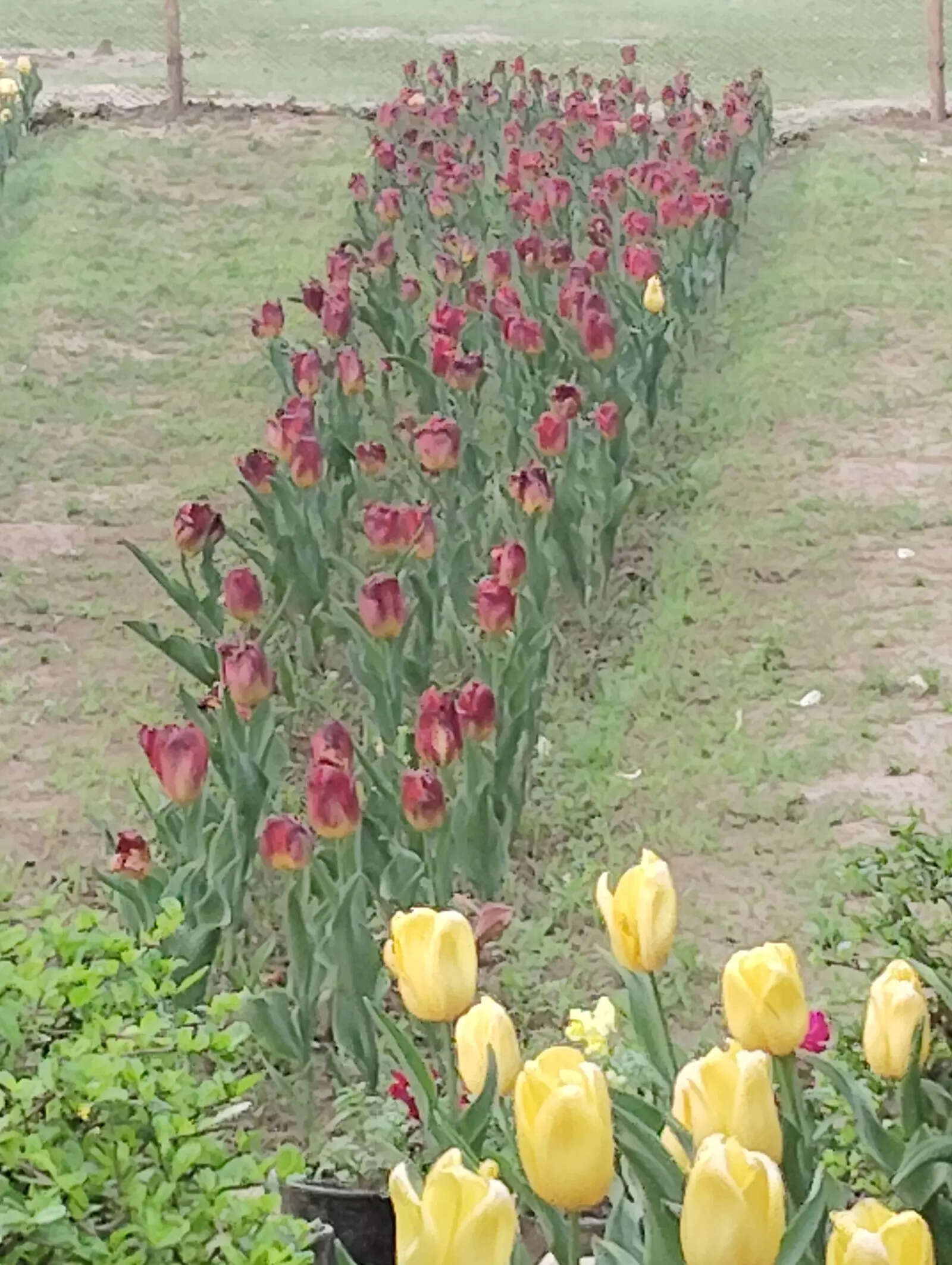 Image Credit: Pallavi Shankar/TOI -