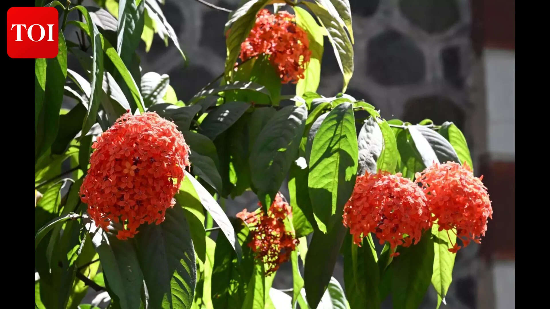 Ixora (Jungle Geranium) (Photo Jignesh Mistry) holistory232