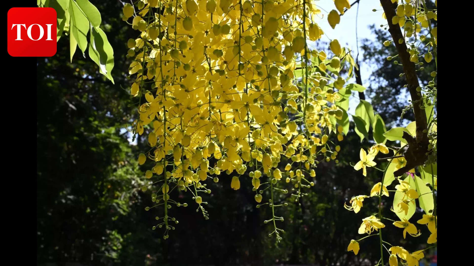 Amaltas, aka golden shower The Golden Shower Tree flowers at Nalstop (8)