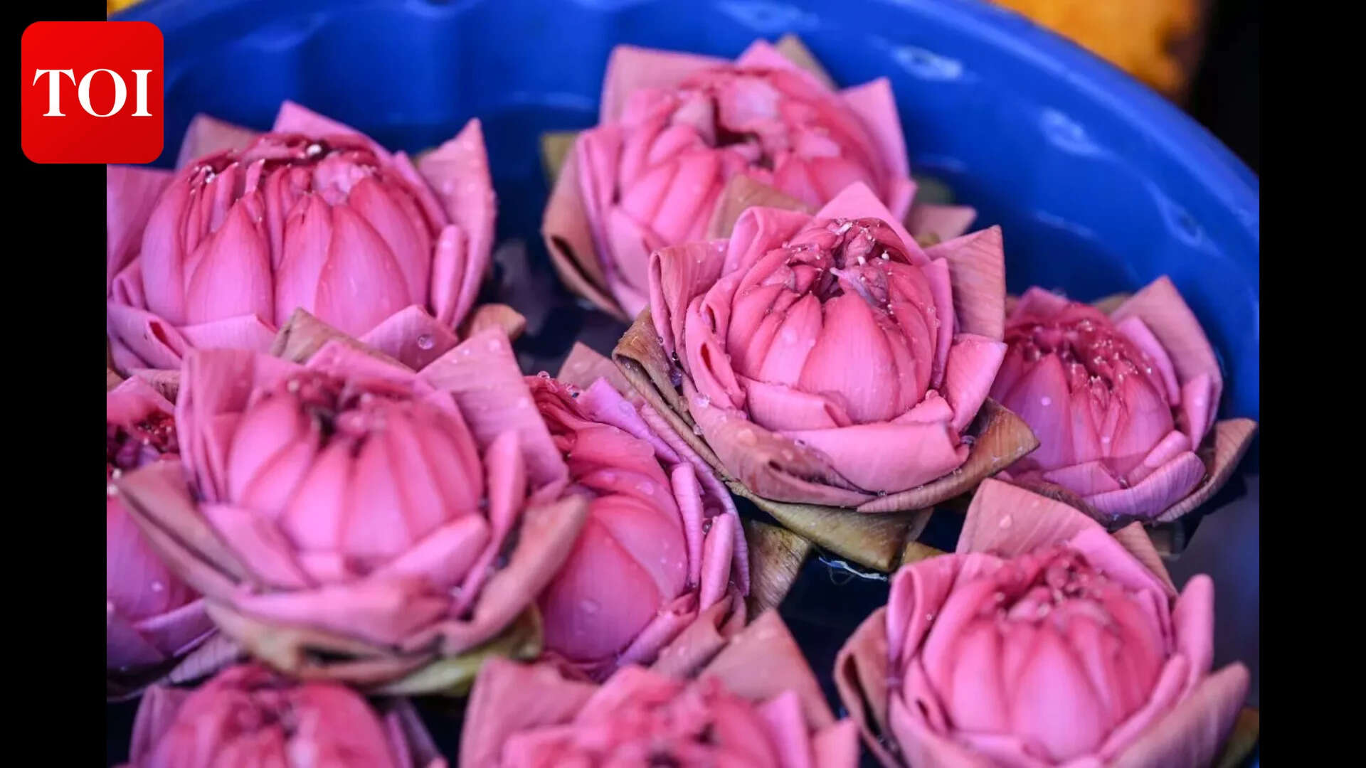 Flower markets have a variety of flowers, including pink lotuses (Photo Jignesh Mistry) Mandai Flower Market (22)