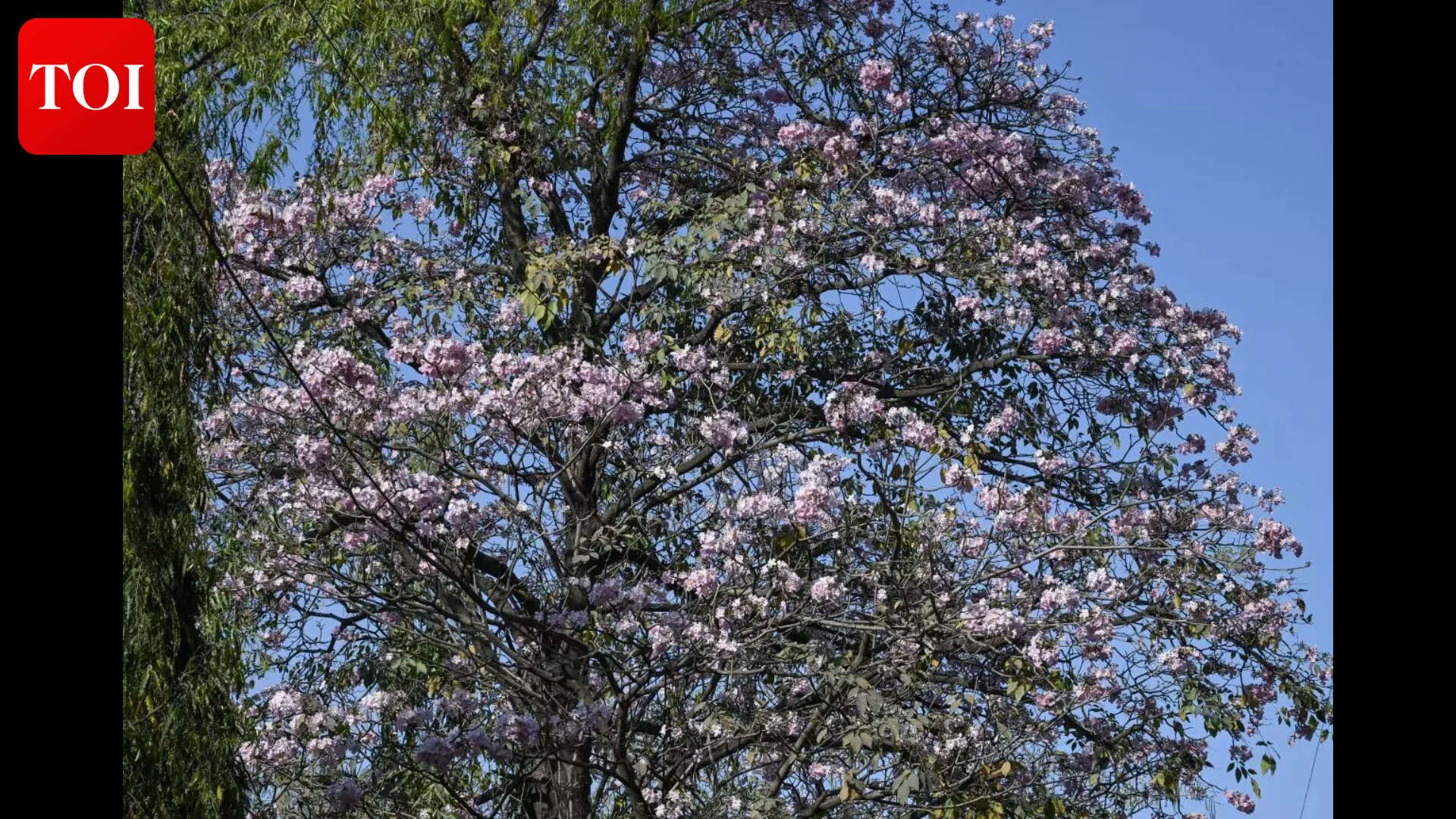 Summer blooms steal the show