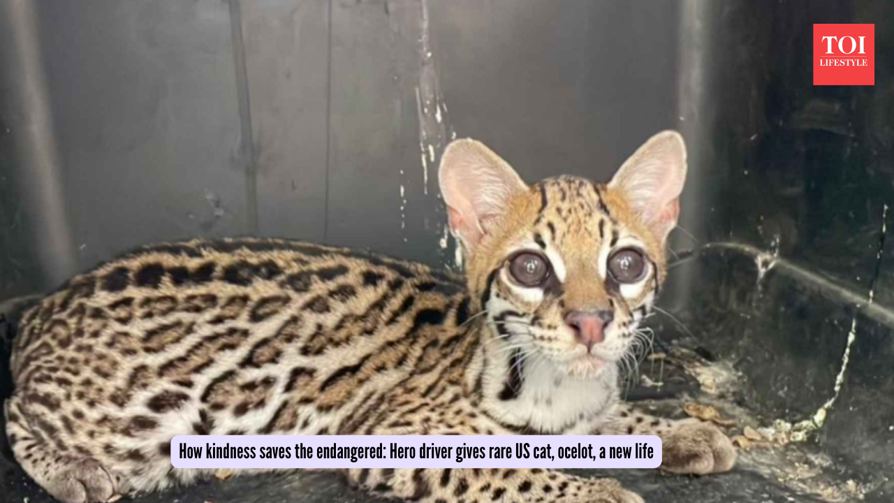 How kindness saves the endangered Hero driver gives rare US cat, ocelot, a new life