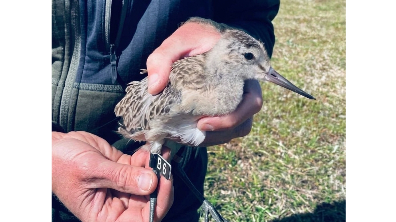  Migratory bird flies 13,560 km non-stop from Alaska to Australia without landing once for 11 days