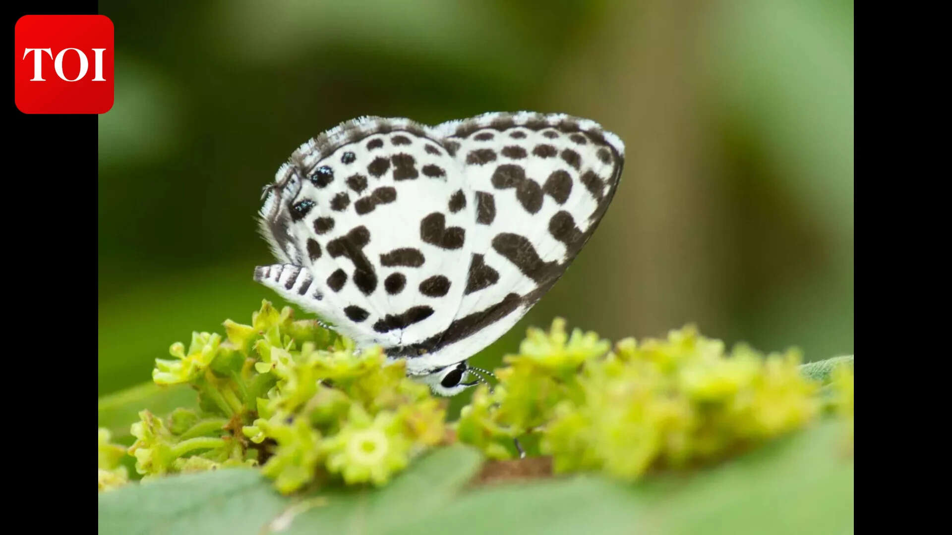 Common Pierrot