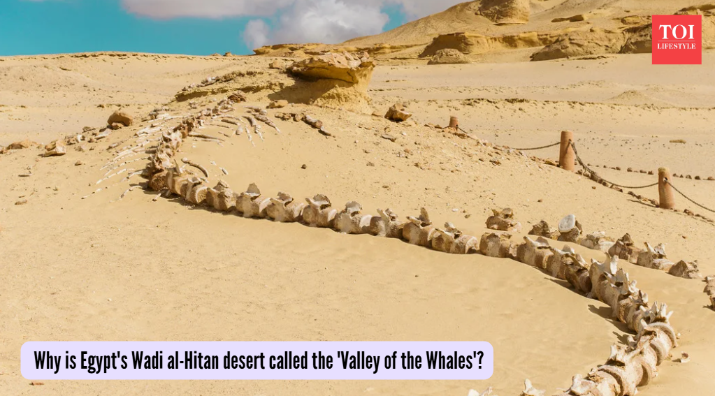 Why is Egypt's Wadi al-Hitan desert called the 'Valley of the Whales'?