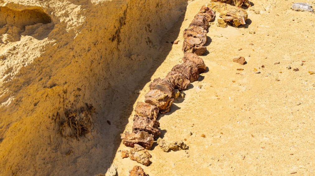 Whale fossil in Egypt's Wadi al-Hitan desert  (Photo: Canva)